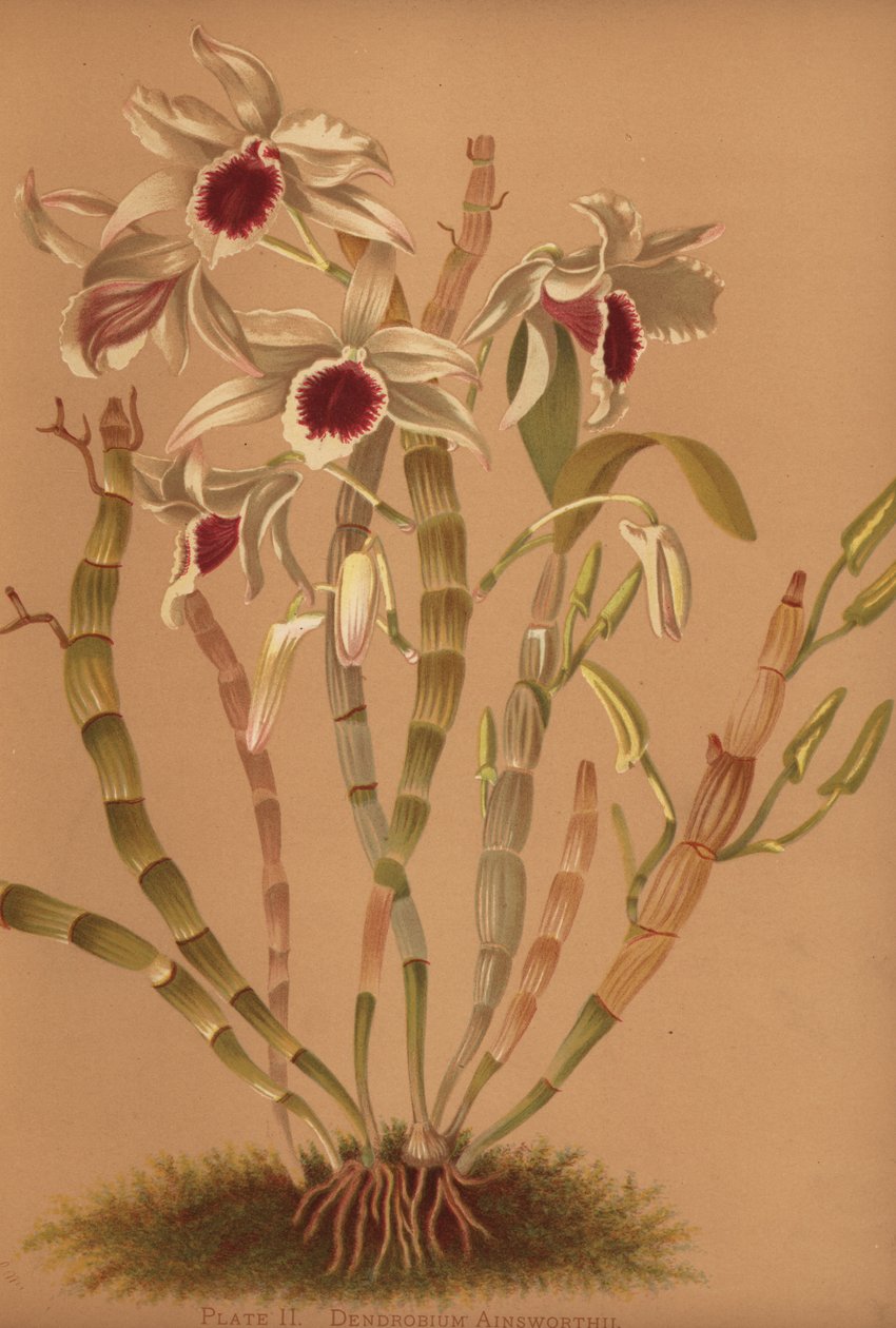 Ainsworths hybride dendrobium orchidee, Dendrobium x ainsworthii door Unknown