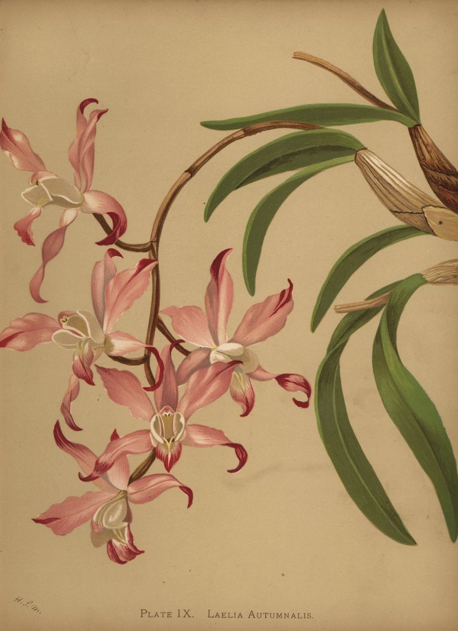 Herfst laelia orchidee, Laelia autumnalis door Unknown
