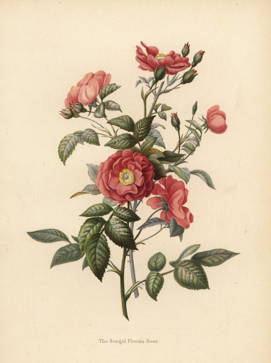 Bengaalse Florida roos, Rosa chinensis door Unknown