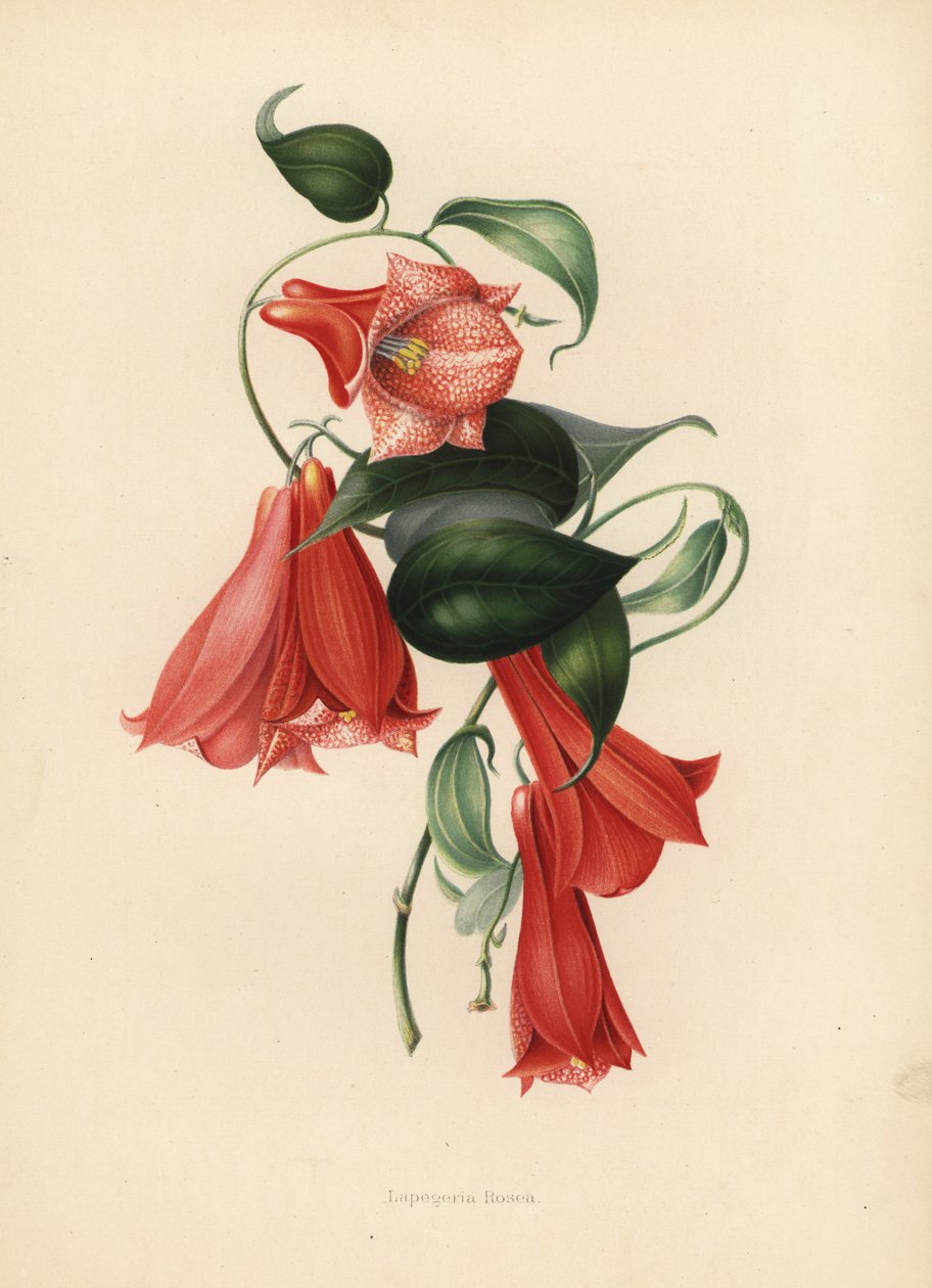 Chileense klokbloem of copihue, Lapageria rosea door Unknown