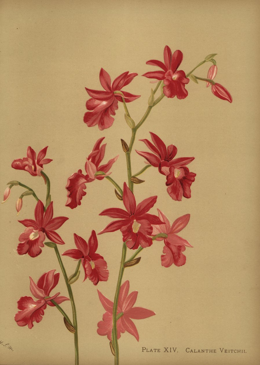 Kerstorchidee hybride, Calanthe x veitchii door Unknown