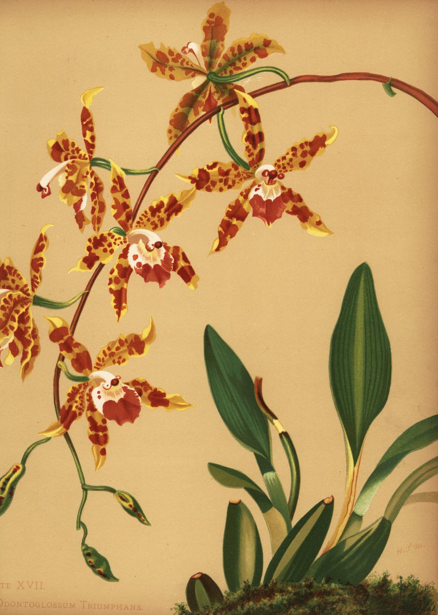 Dansende dame orchidee, Oncidium spectatissimum door Unknown