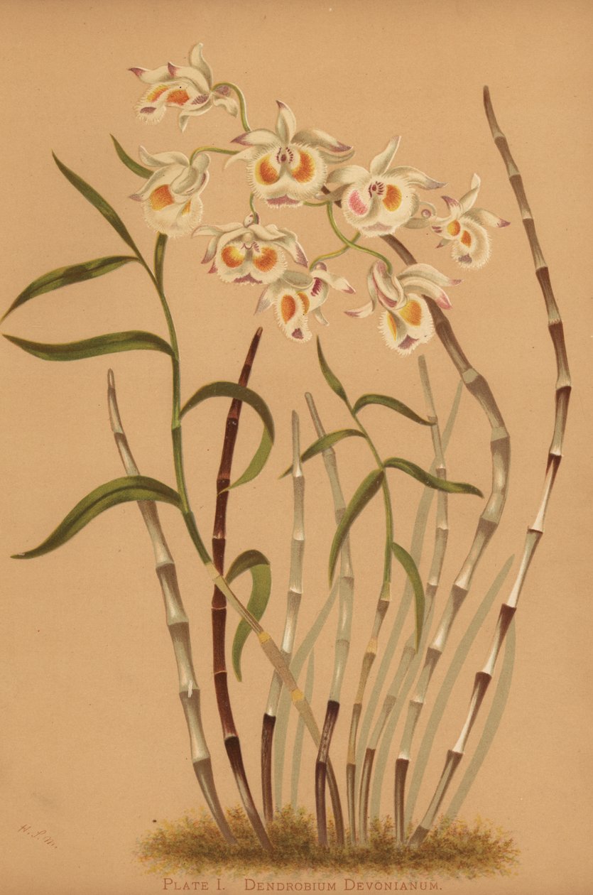 Devons dendrobium orchidee, Dendrobium devonianum door Unknown