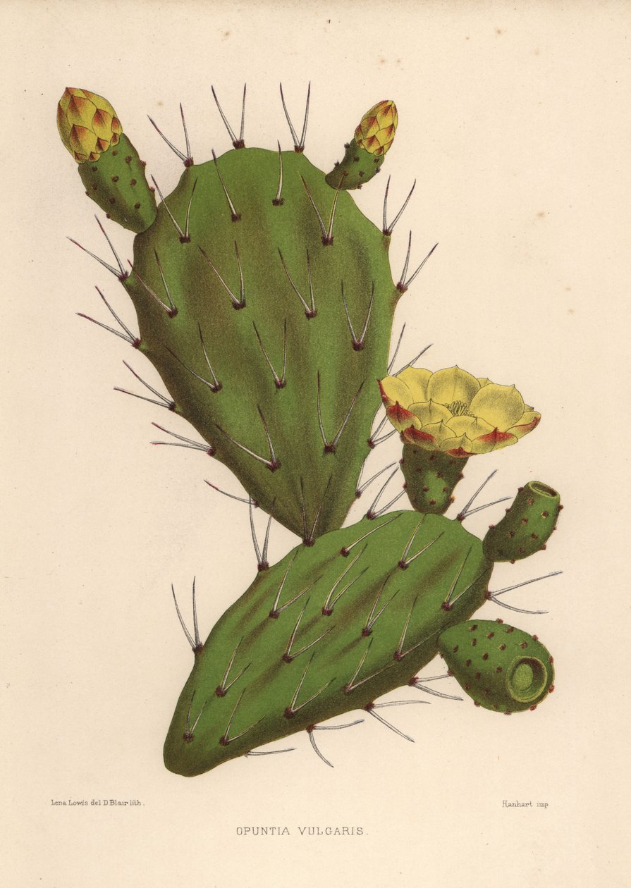 Oosterse vijgcactus, Opuntia ficus-indica (Opuntia vulgaris) door Unknown