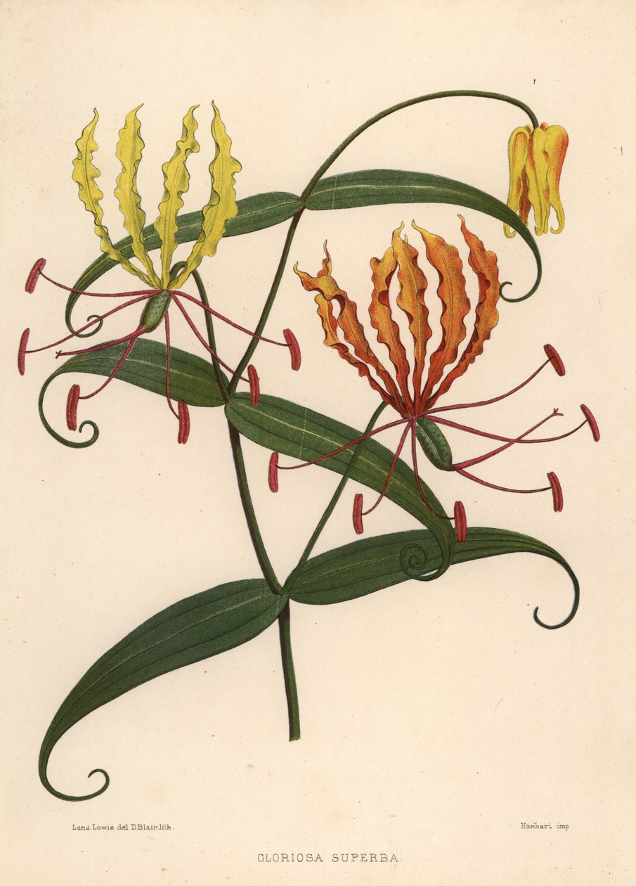 Vlamlelie, Gloriosa superba door Unknown