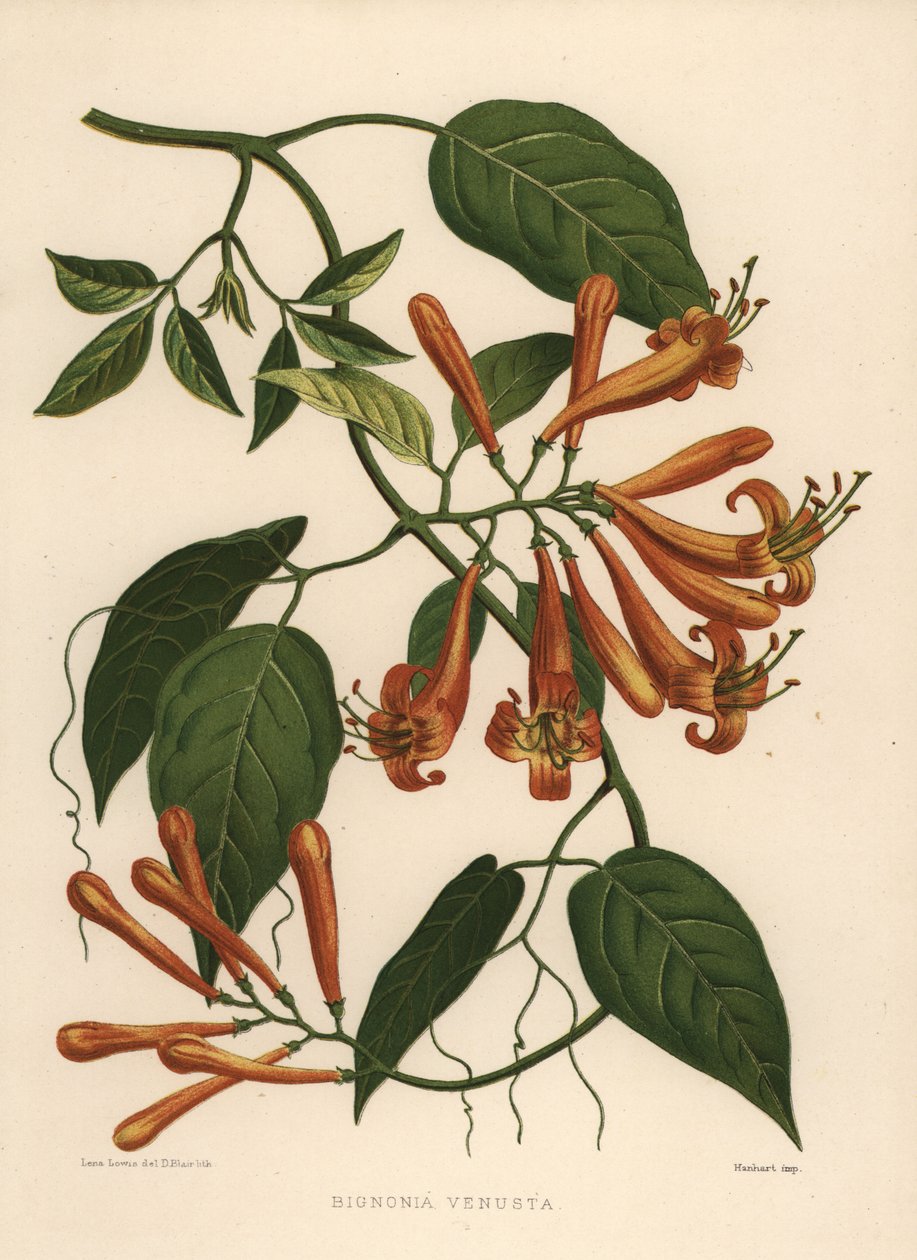 Vlamrank of oranje trompetrank, Pyrostegia venusta (Bignonia venusta) door Unknown