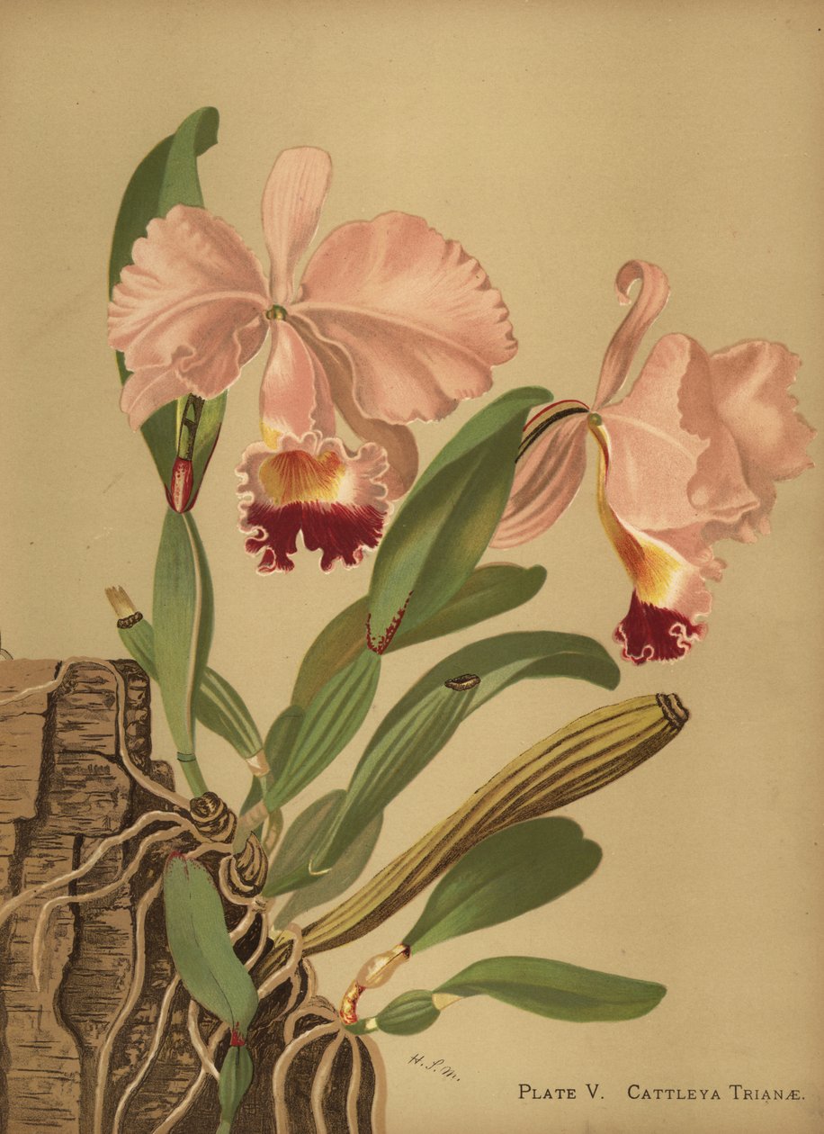 Flor de Mayo of kerstorchidee, Cattleya trianae door Unknown
