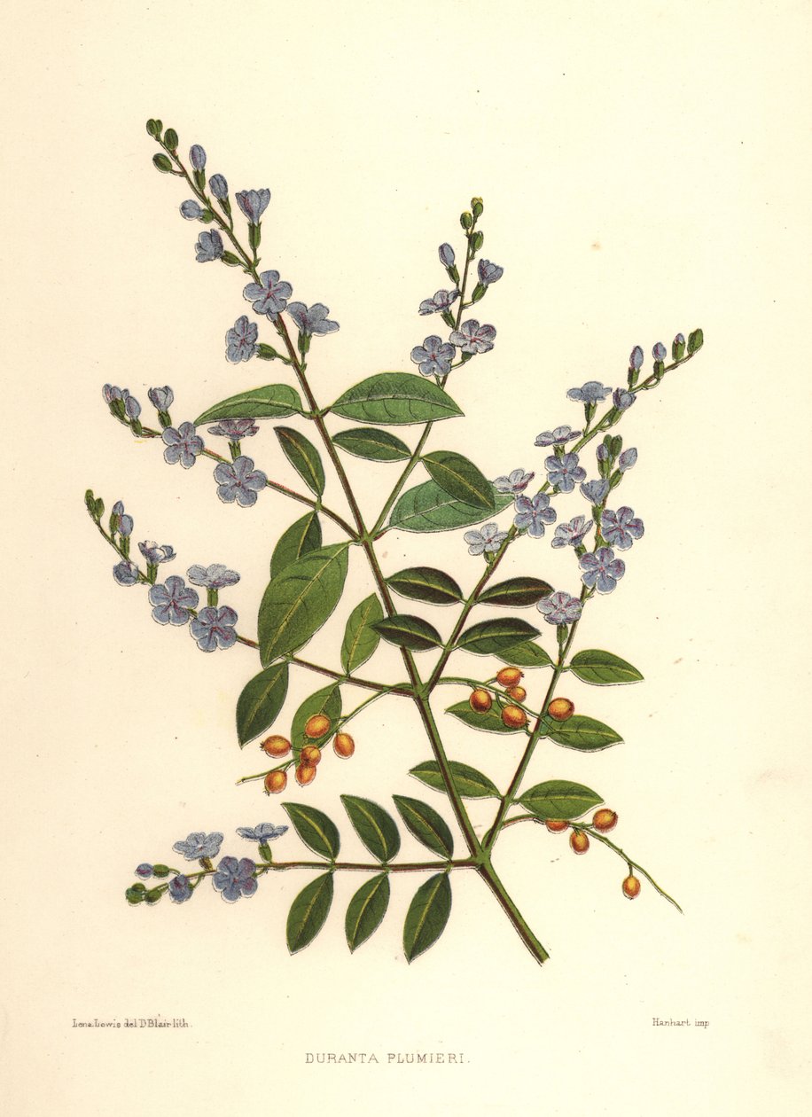 Gouden dauwdruppel, duivenbes of hemelbloem, Duranta erecta (Duranta plumieri) door Unknown