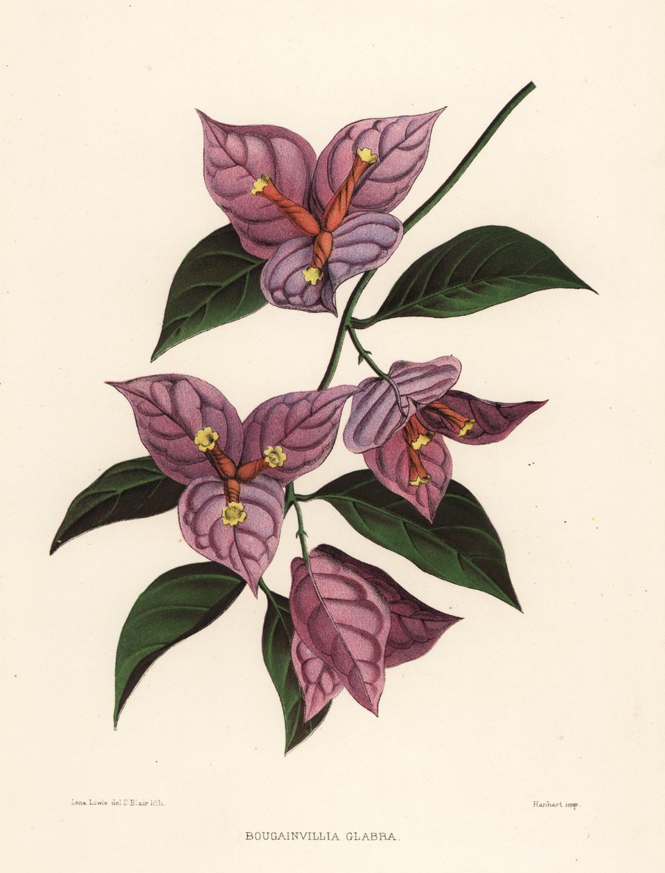 Kleine bougainvillea of papierbloem, Bougainvillea glabra (Bougainvillia glabra) door Unknown