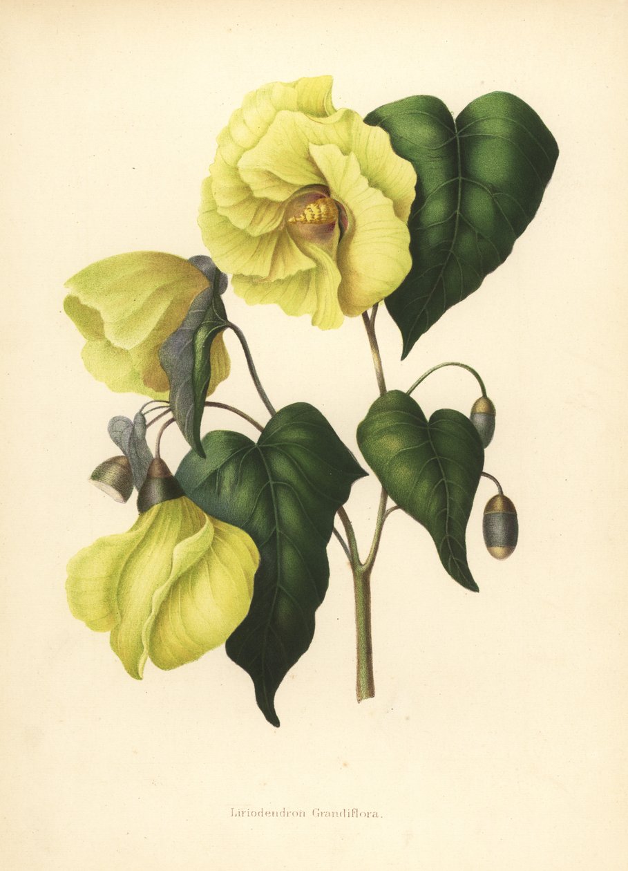 Uitgestorven magnolia pterocarpa door Unknown