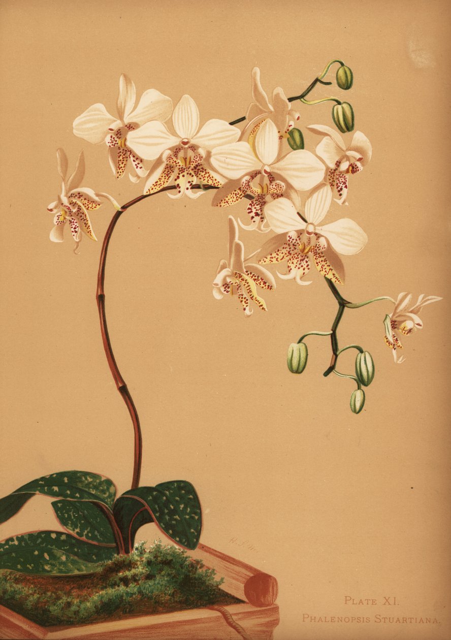 Phalaenopsis stuartiana orchidee door Unknown