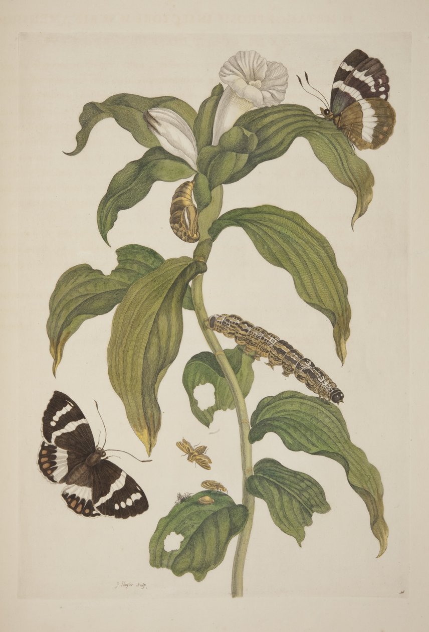 Plaat XXVI uit Metamorphosis Insectorum Surinamensium door Maria Sibylla Merian, 1705 door Unknown