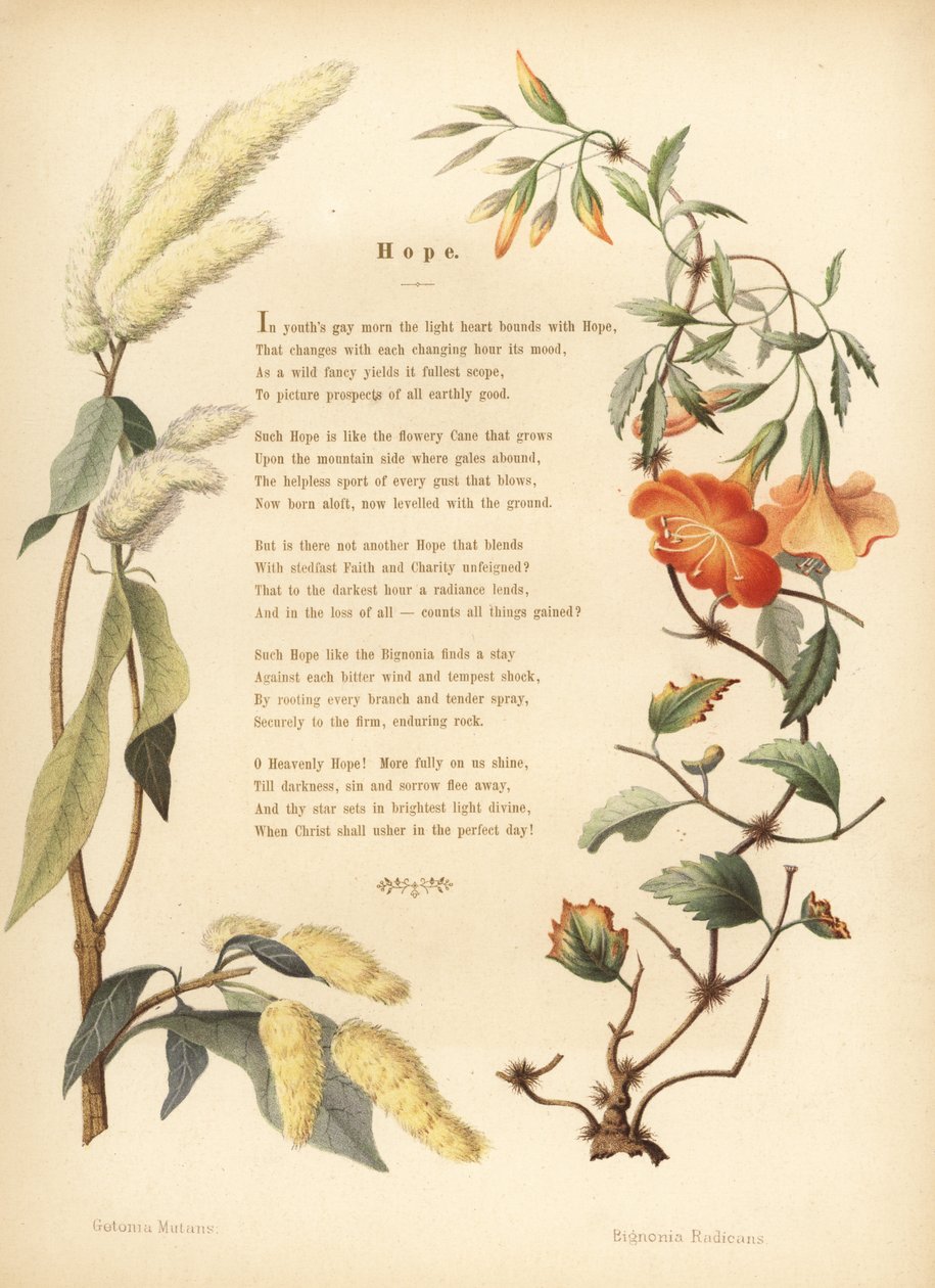 Gedicht met bloemenrand van ukshi, Getonia floribunda, en trompetklimmer, Campsis radicans door Unknown
