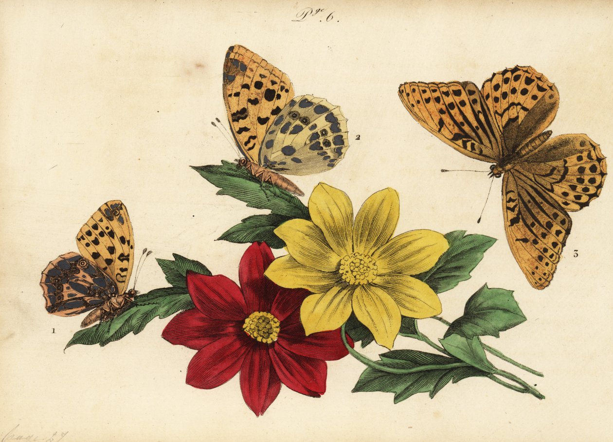 Kleine parelmoervlinder, Issoria lathonia, donkergroene parelmoervlinder, Argynnis aglaja en keizersmantel, Argynnis paphia door Unknown