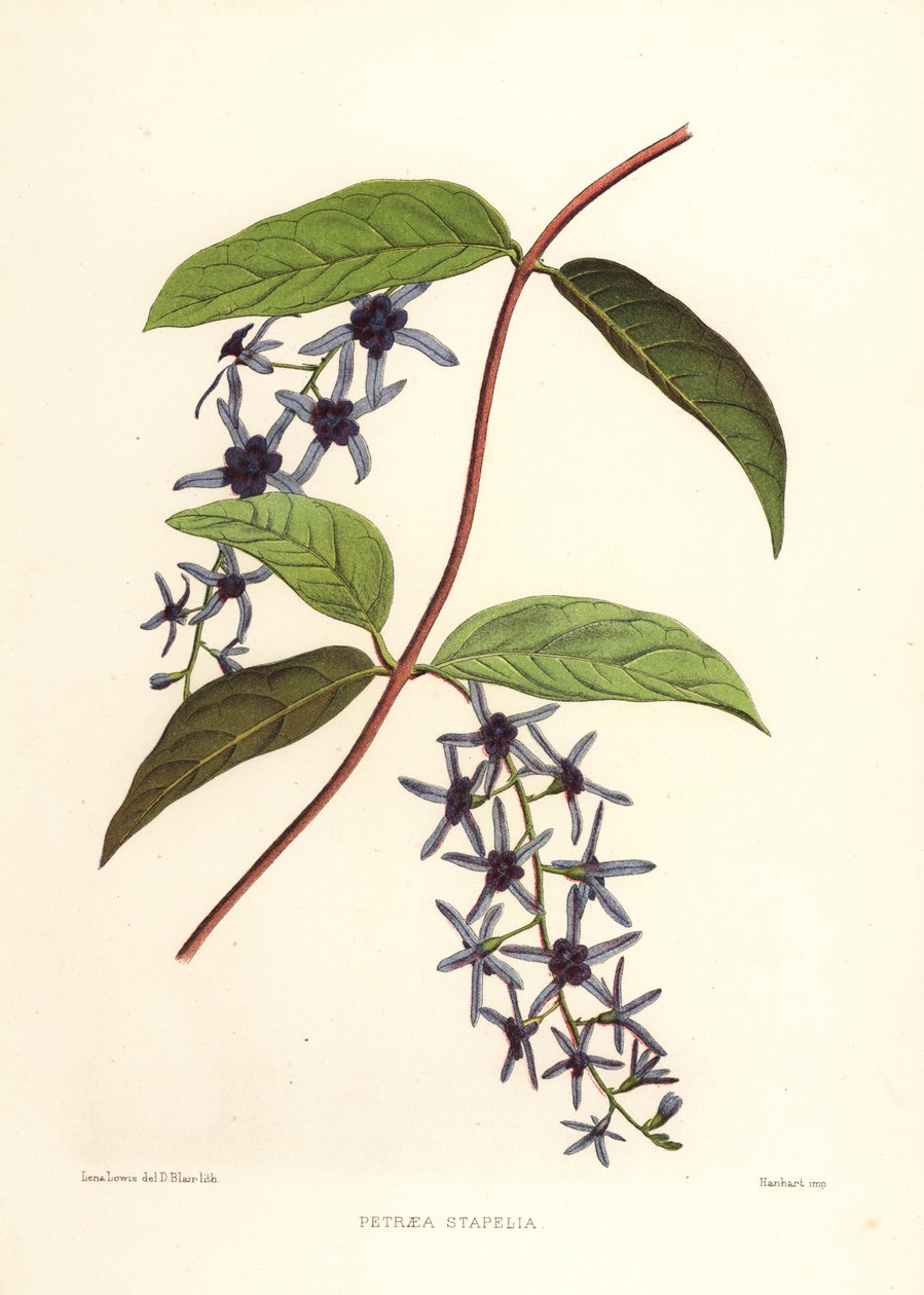 Schuurpapierwijnstok, Petrea volubilis (Petraea stapelia) door Unknown