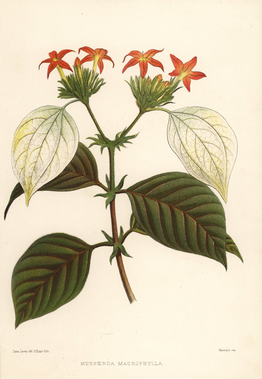 Zoete wortel, Mussaenda macrophylla door Unknown