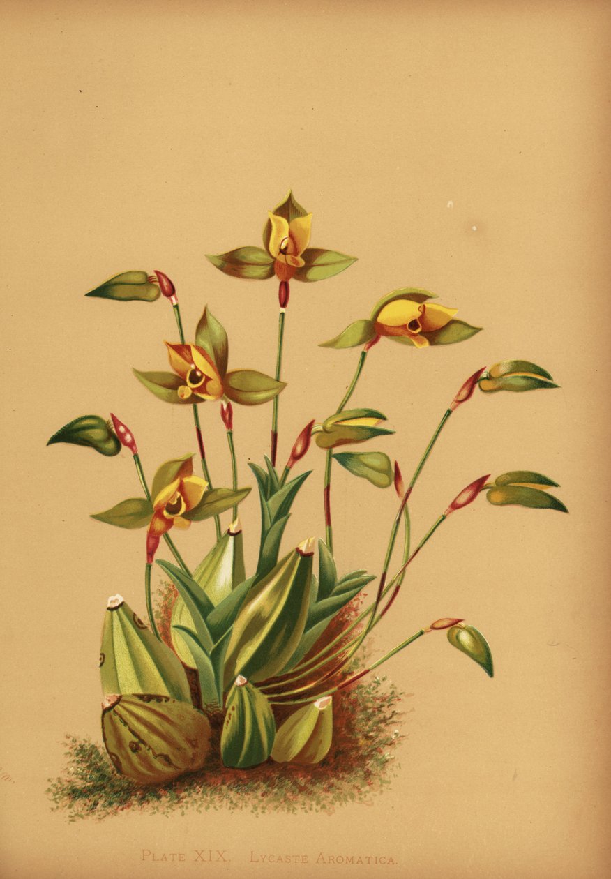 Zoetgeurende lycaste orchidee, Lycaste aromatica door Unknown