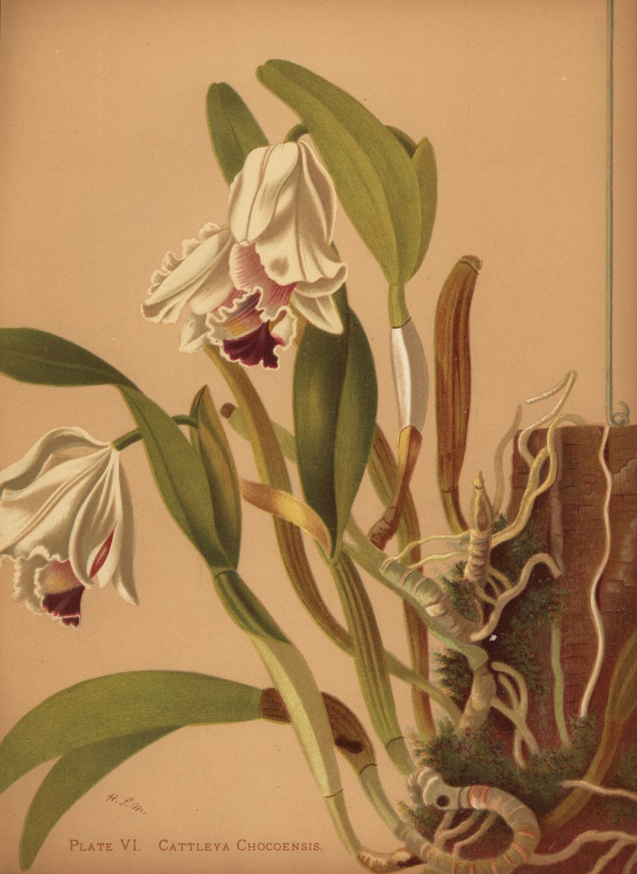 De mooie cattleya of azucenas, Cattleya quadricolor door Unknown