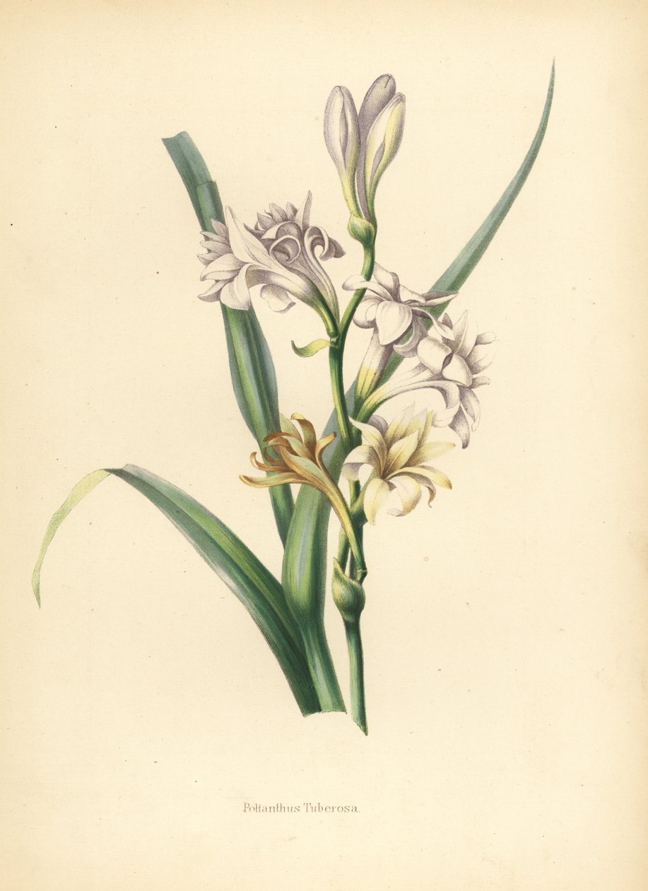 Tuberose, Polianthes tuberosa door Unknown