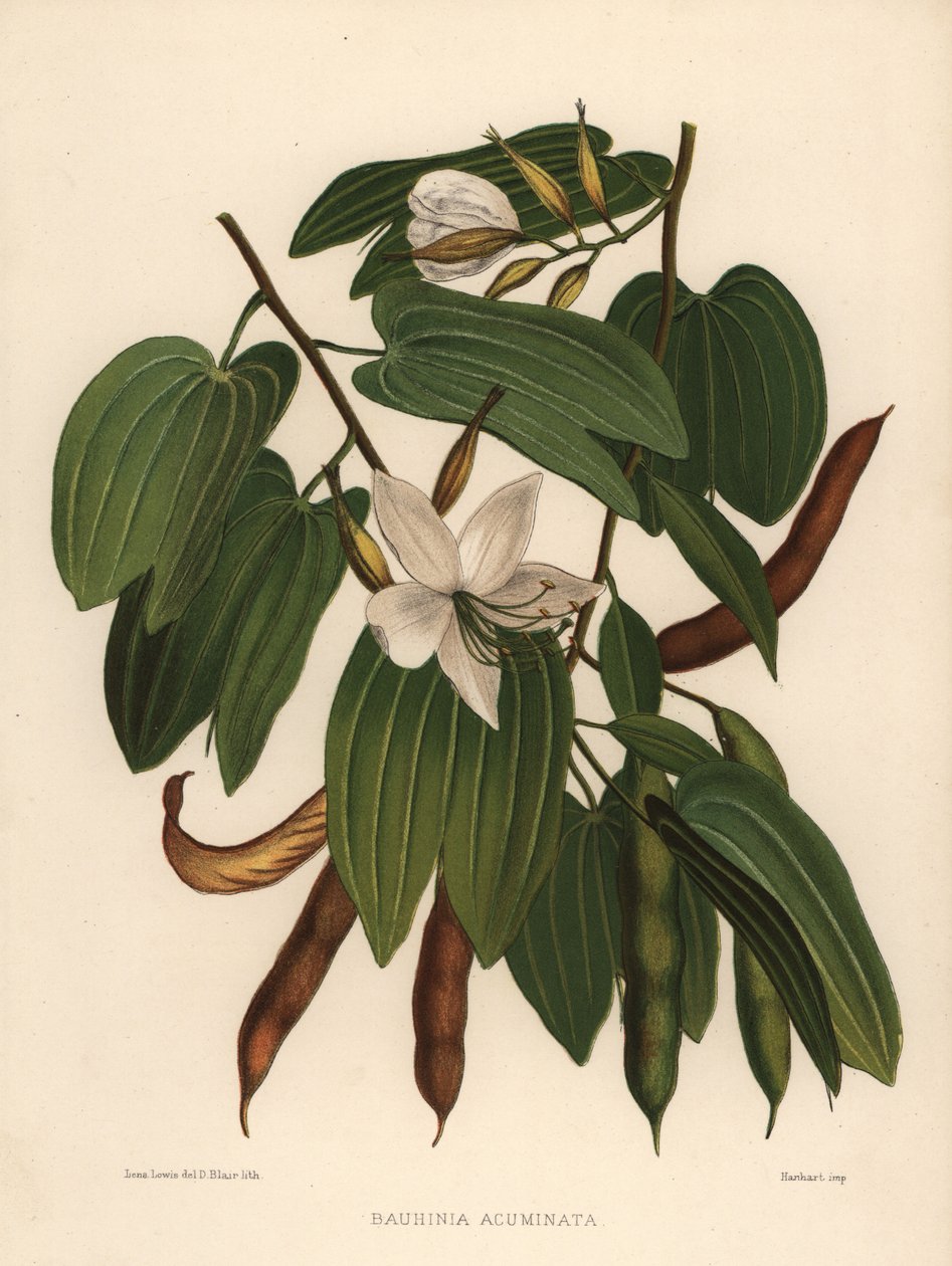 Witte orchidee-boom, Bauhinia acuminata door Unknown