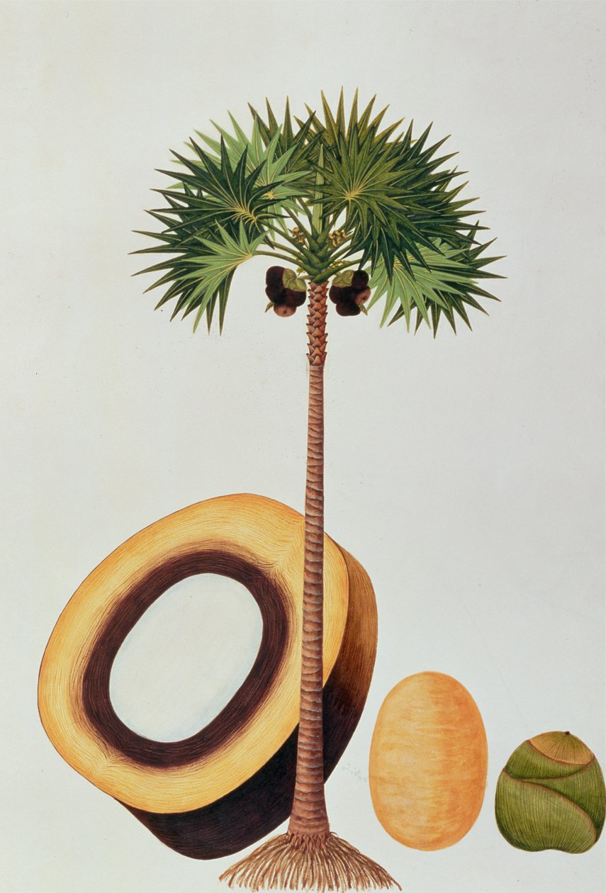 Booah Lontar of Palmyra Borassus, uit Tekeningen van Planten uit Malakka, c.1805-18 door Chinese School