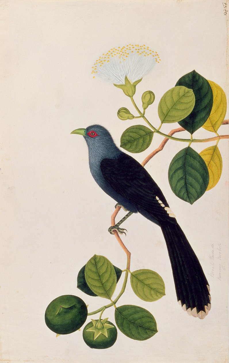 Booah Piedada, Boorong Boobote, uit Tekeningen van Vogels uit Malakka, c.1805-18 door Chinese School