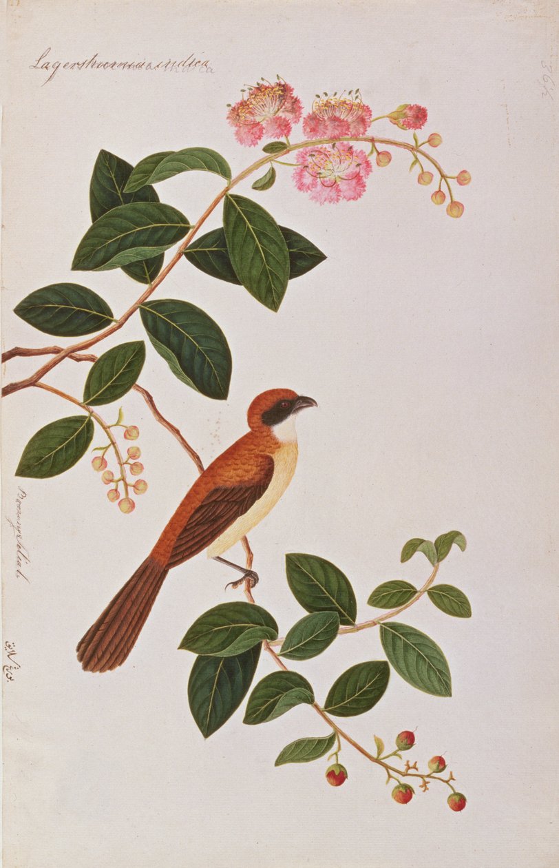 Bruine Klauwier, uit Tekeningen van Vogels uit Malakka, c.1805-18 door Chinese School