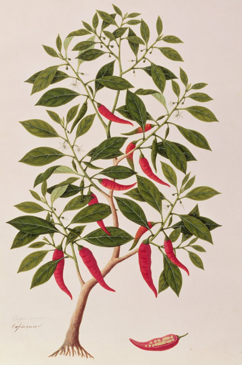 Chili of Capsicum, uit Tekeningen van Planten uit Malakka, c.1805-18 door Chinese School