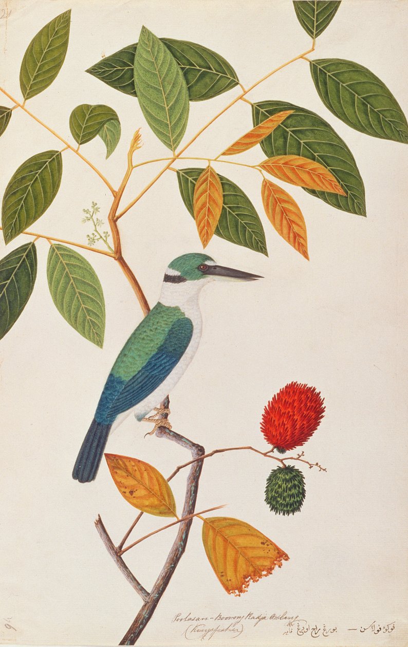 Halsbandijsvogel, uit Tekeningen van Vogels uit Malakka, c.1805-18 door Chinese School