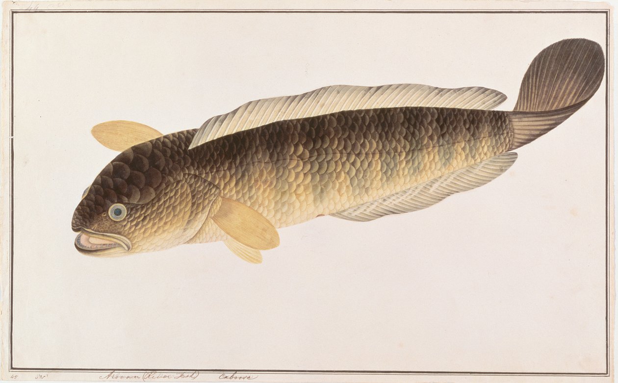 Gewone Slangenkop, uit Tekeningen van Vissen van Malakka, c.1805-18 door Chinese School