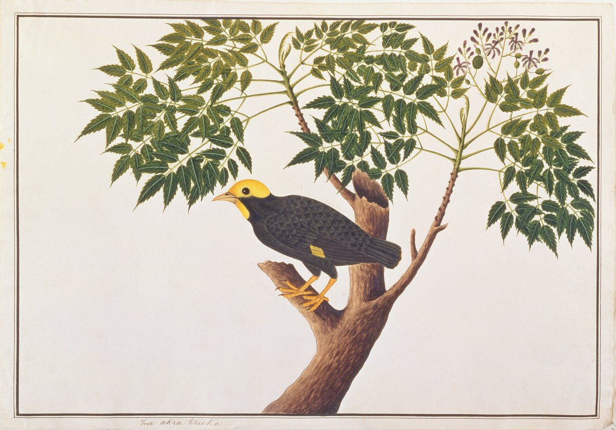 Goudgekroonde Mynah, uit Tekeningen van Vogels uit Malakka, c.1805-18 door Chinese School