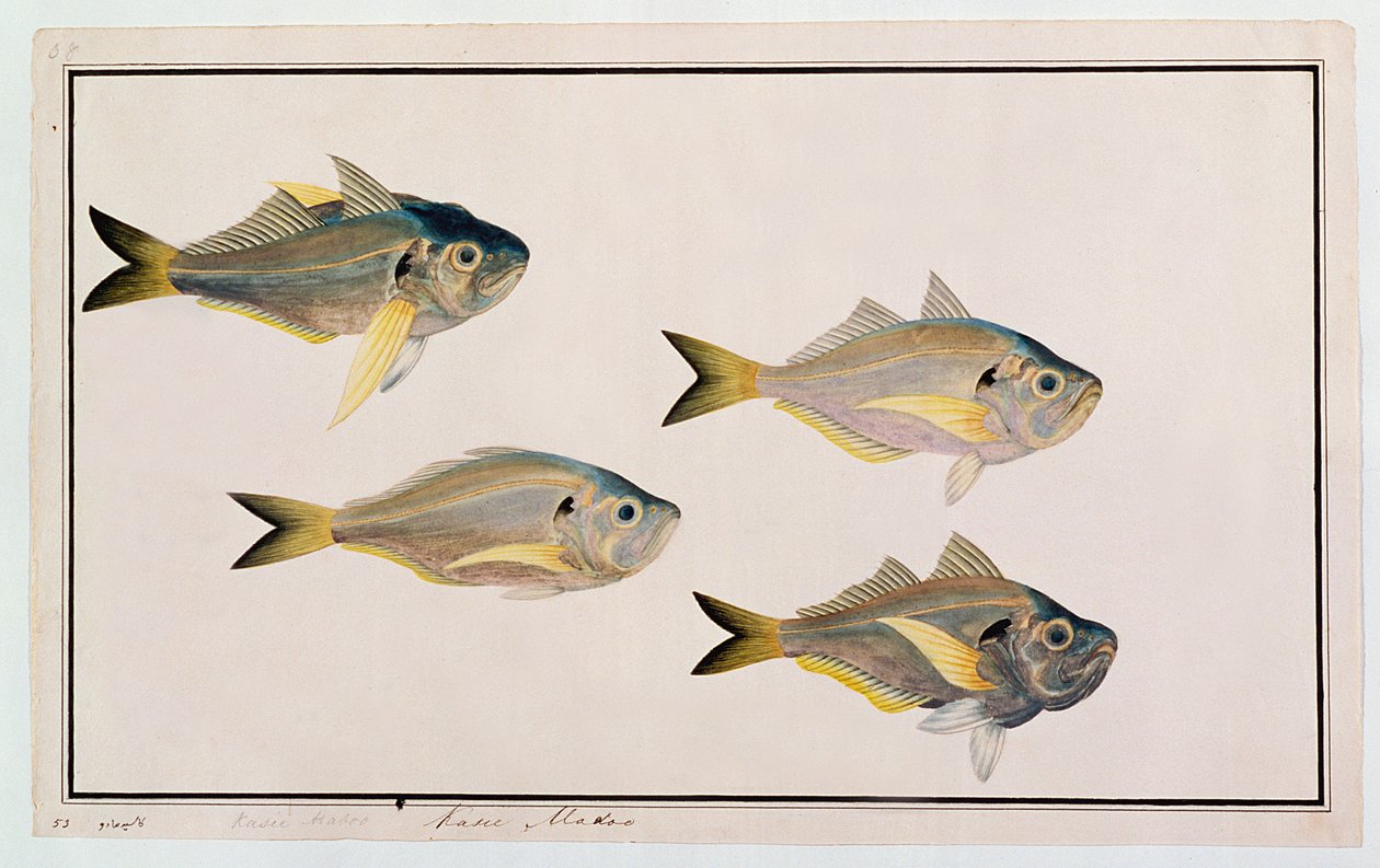 Kasee Madoo, uit Tekeningen van Vissen uit Malakka, c.1805-18 door Chinese School