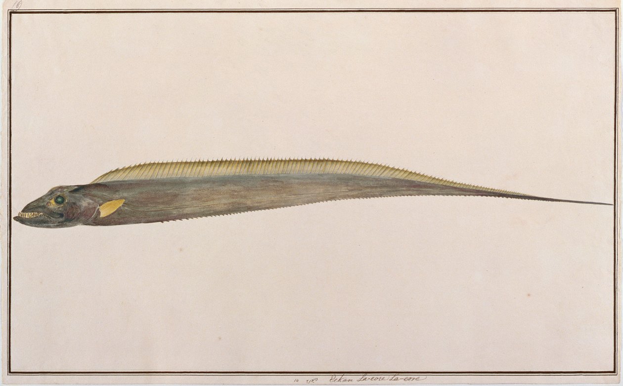 Grootkop Haarstaart, uit Tekeningen van Vissen van Malakka, c.1805-18 door Chinese School