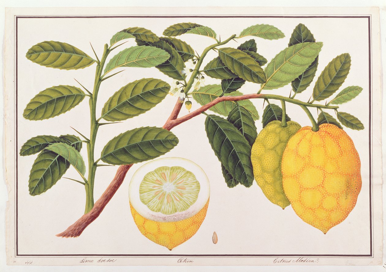Limo Soe Sooe, Atrong of Citrus Medica, uit Tekeningen van Planten uit Malakka, c.1805-18 door Chinese School