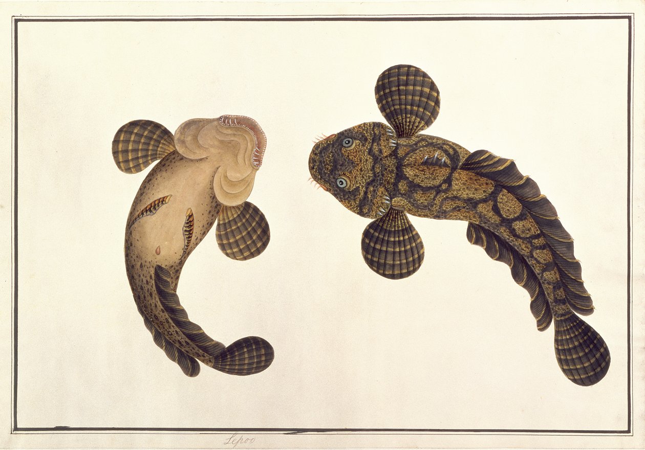 Oolur Sawa, uit Tekeningen van Dieren, Insecten en Reptielen uit Malakka, ca. 1805-18 door Chinese School