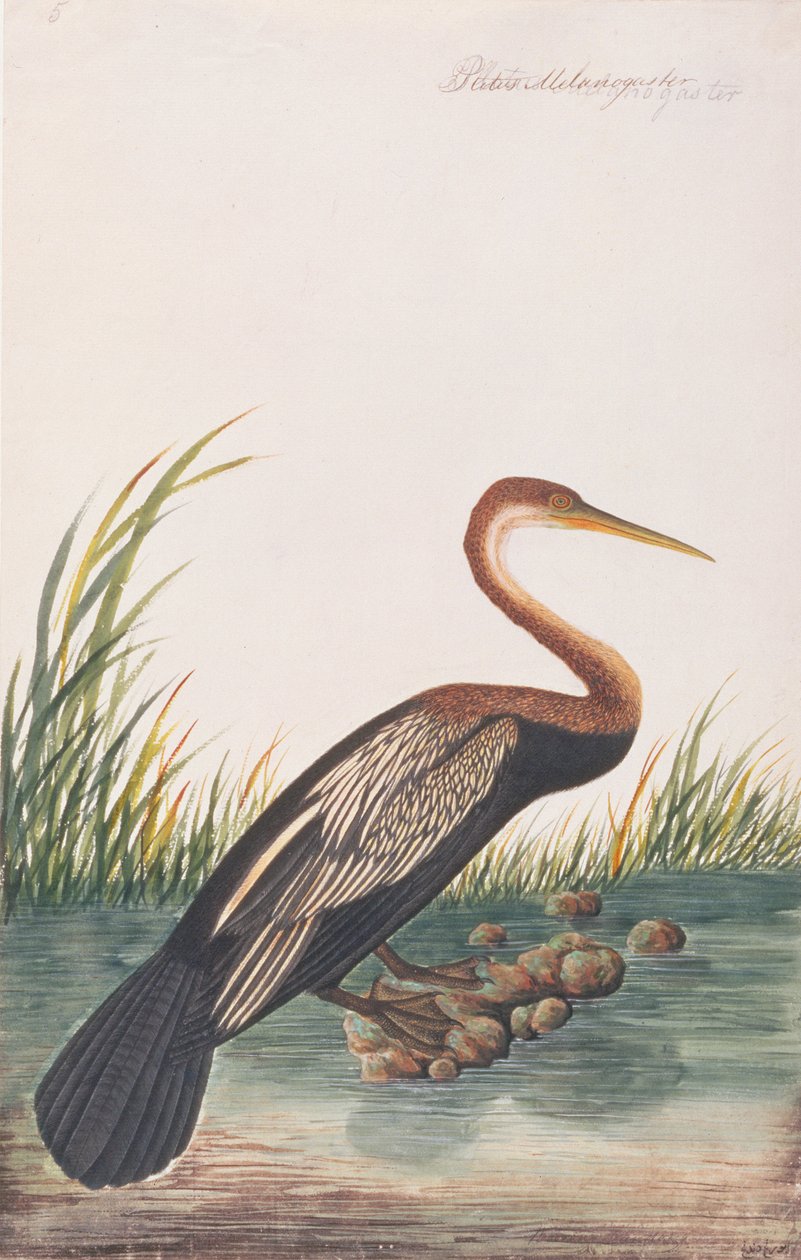 Oriëntaalse Slangenhalsvogel, uit Tekeningen van Vogels uit Malakka, c.1805-18 door Chinese School
