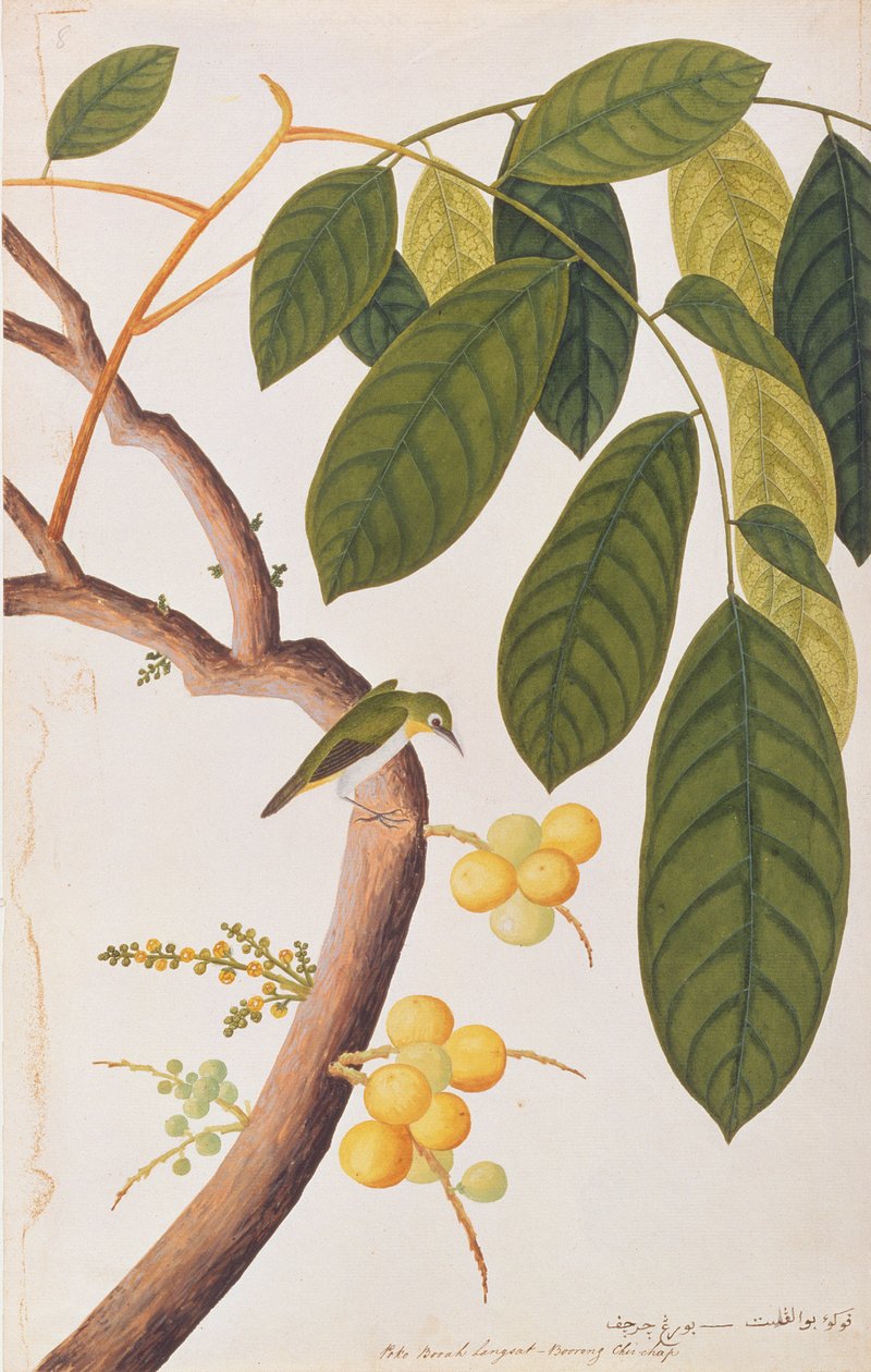 Oriëntaalse Witoog, uit Tekeningen van Vogels uit Malakka, c.1805-18 door Chinese School