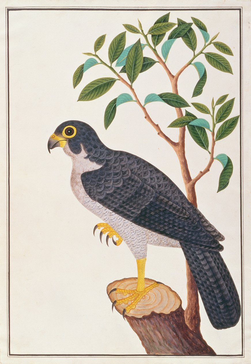 Slechtvalk, uit Tekeningen van Vogels uit Malakka, ca. 1805-18 door Chinese School