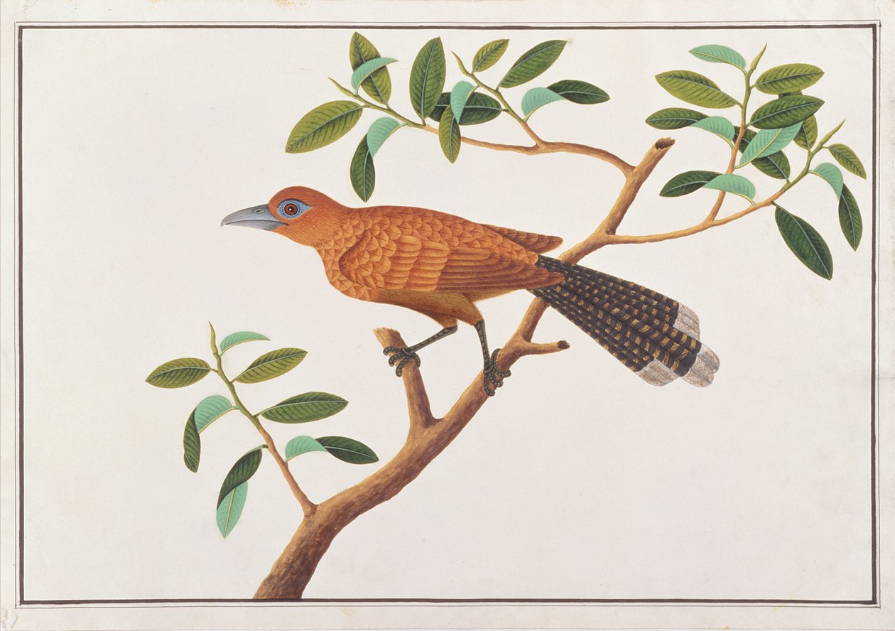 Raffles Malkoha, uit Tekeningen van Vogels uit Malakka, c.1805-18 door Chinese School