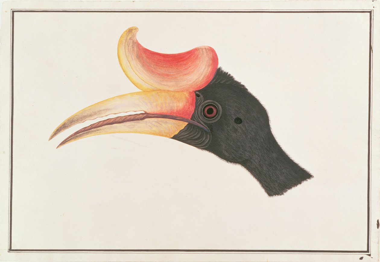 Neushoornvogel, uit Tekeningen van Vogels uit Malakka, ca. 1805-18 door Chinese School