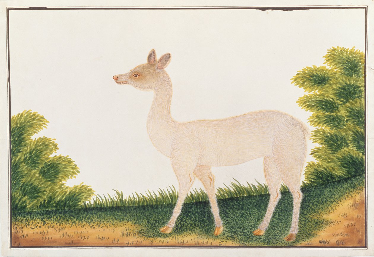 Sambarhert, uit Tekeningen van Dieren, Insecten en Reptielen uit Malakka, ca. 1805-18 door Chinese School
