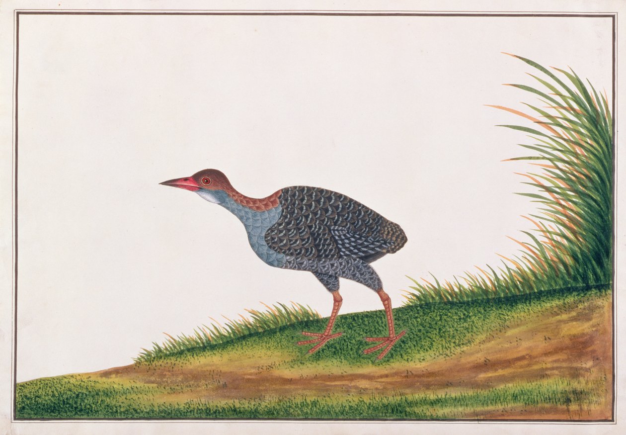 Leigrijsborstral, uit Tekeningen van Vogels uit Malakka, c.1805-18 door Chinese School