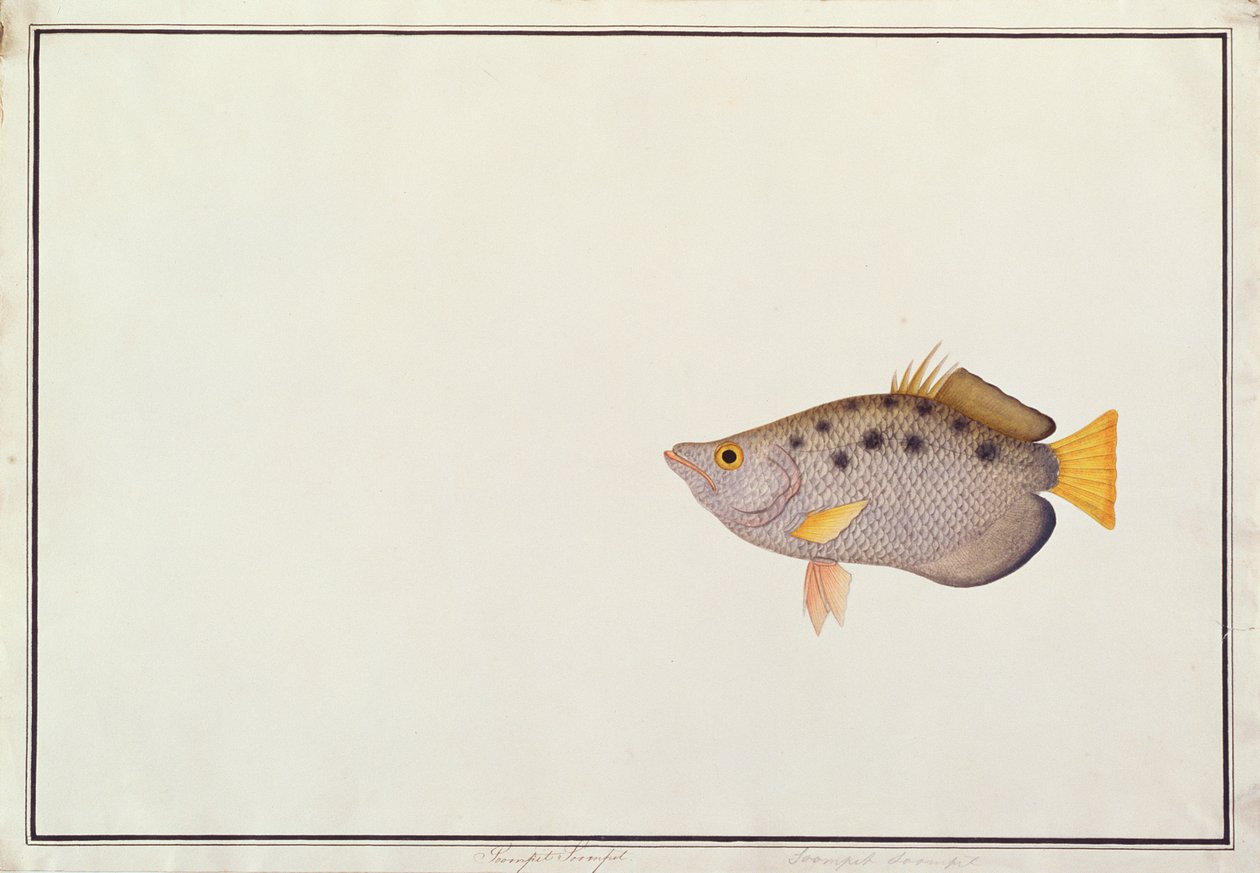Gevlekte Boogschuttervis, uit Tekeningen van Vissen uit Malakka, c.1805-18 door Chinese School
