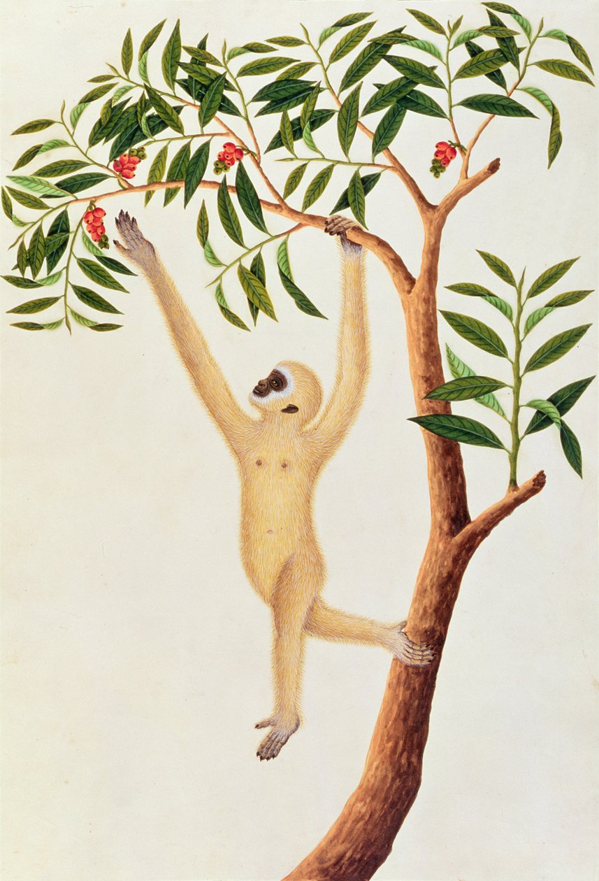 Witte Langarmige Aap, Ongka Pootre, uit Tekeningen van Dieren, Insecten en Reptielen uit Malakka, ca. 1805-18 door Chinese School