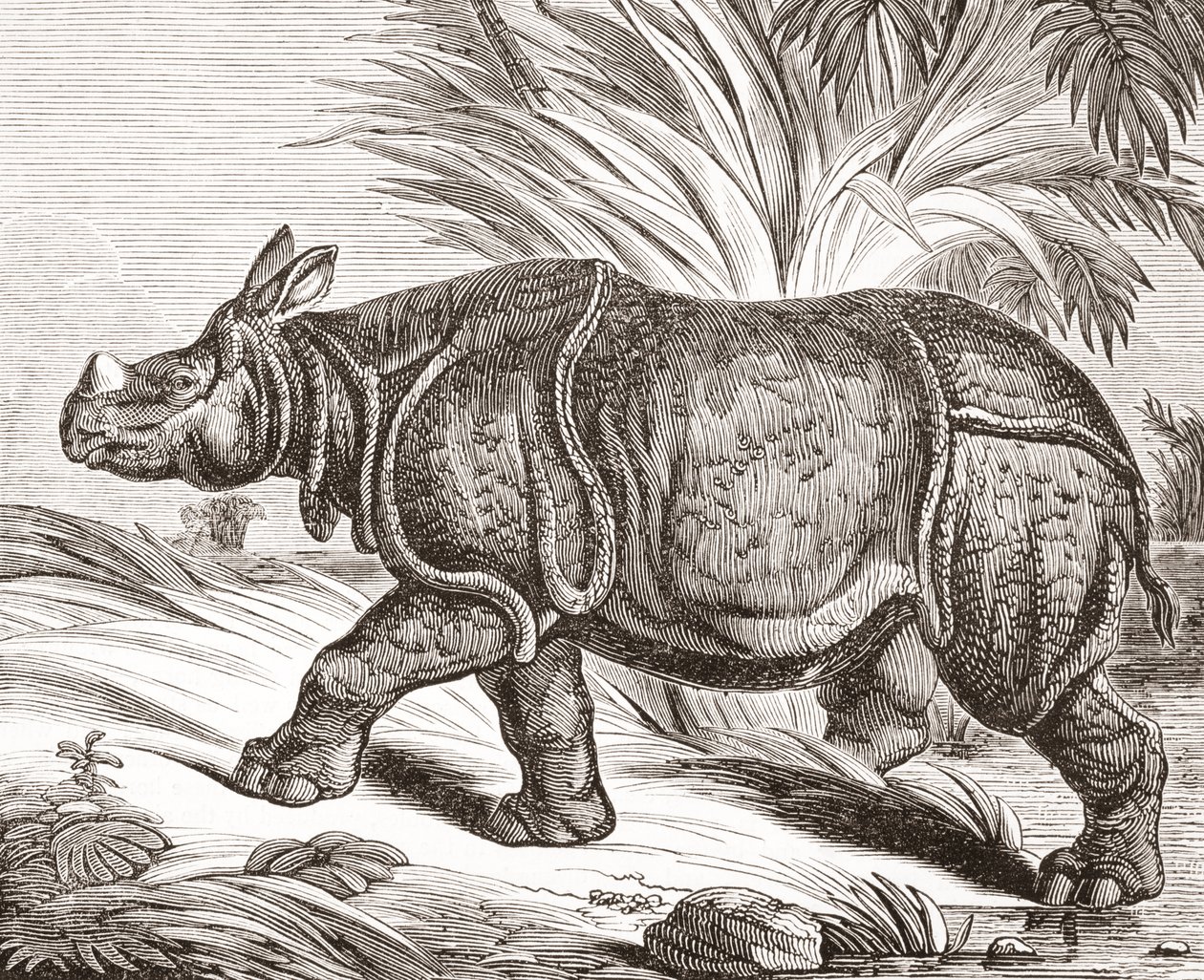 De Indische neushoorn, of grotere eenhoornige neushoorn, uit The Penny Magazine, gepubliceerd 1834 door English School
