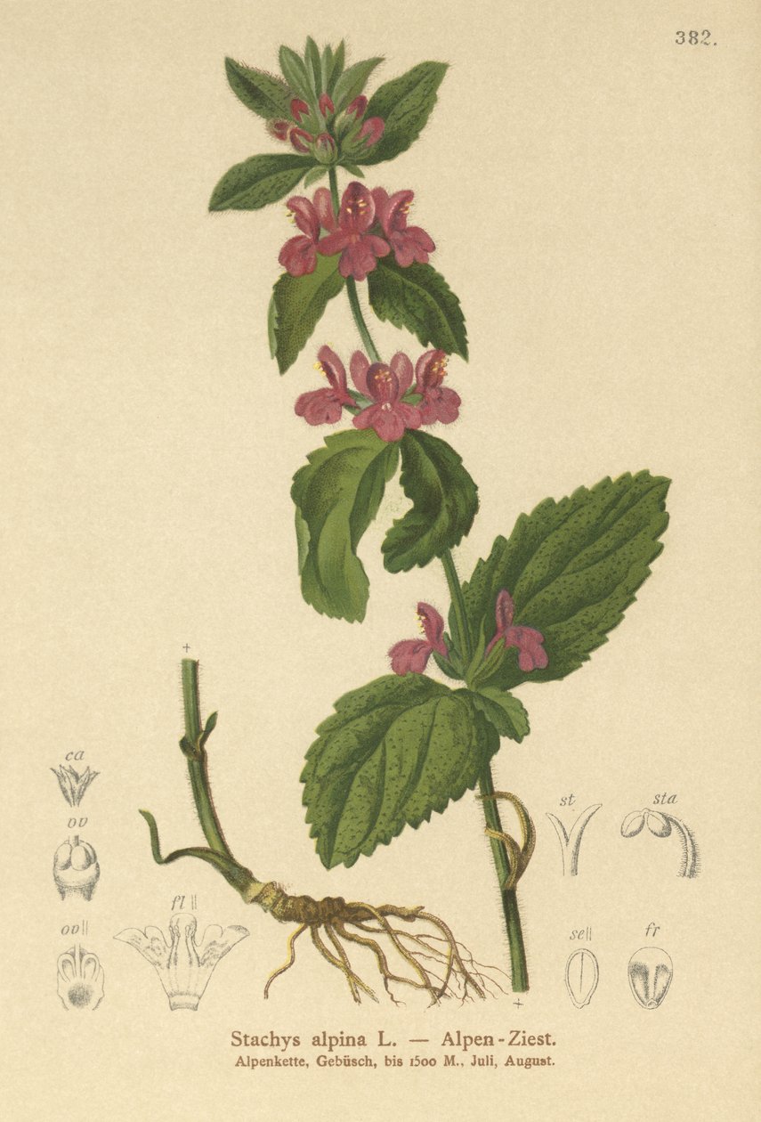 Alpen Wondklaver (Stachys alpina) door German School