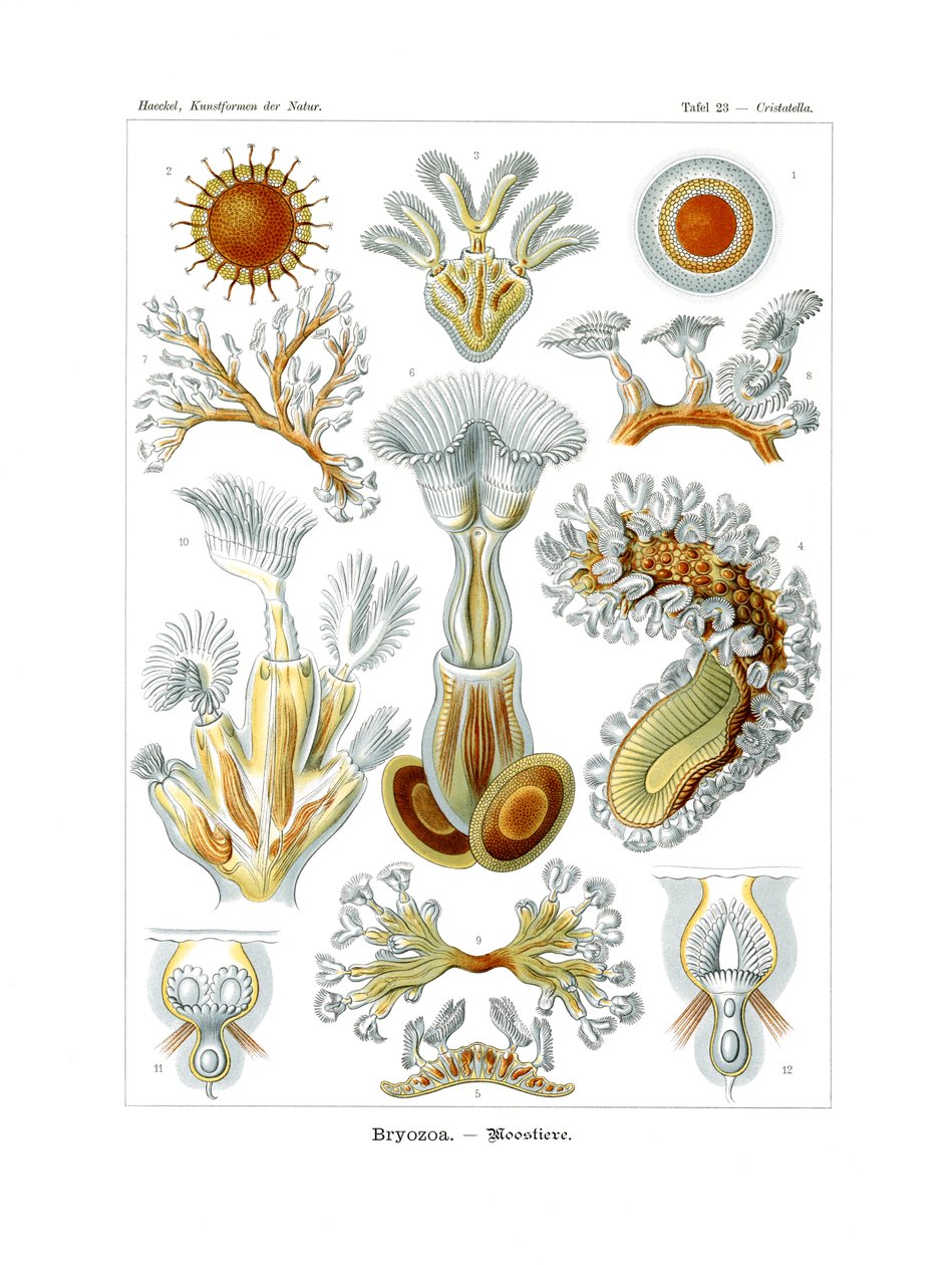 Bryozoa door German School