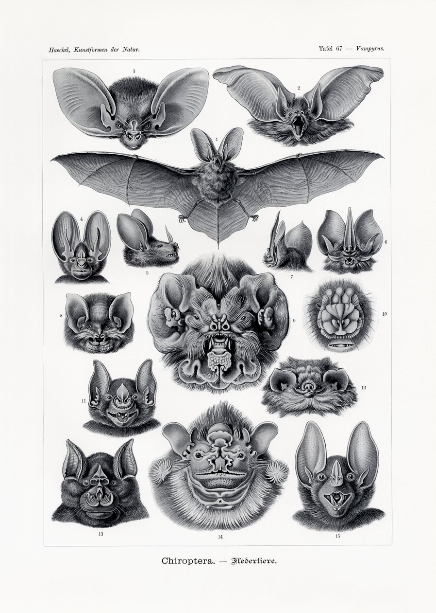 Chiroptera door German School
