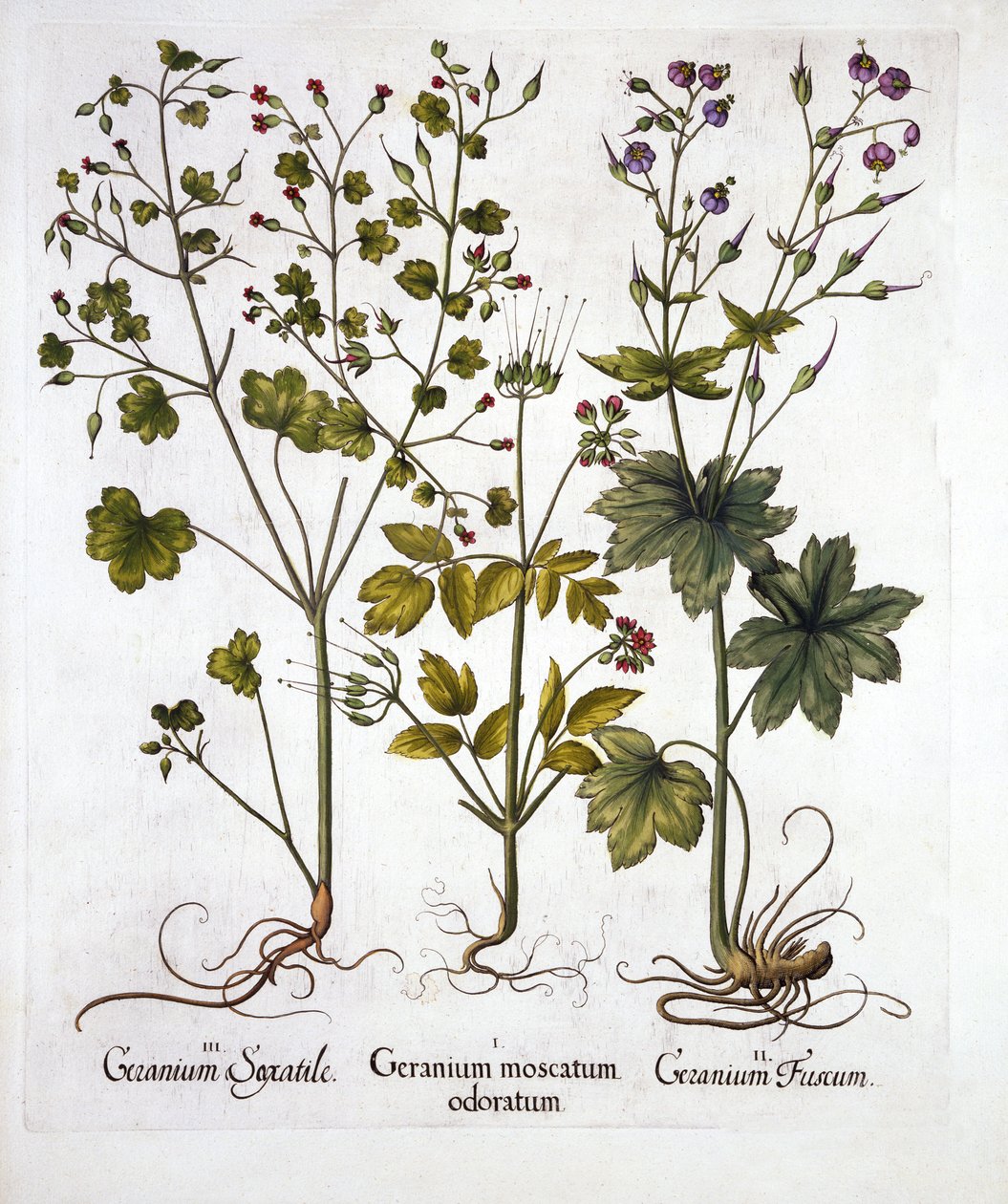 Vaste Geraniums, uit Hortus Eystettensis, door Basil Besler, 1613 door German School