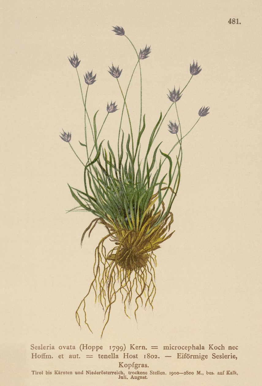 Sesleria door German School